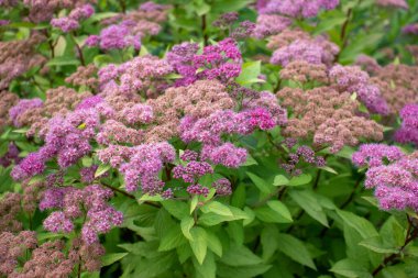 Pink spirea japonica flowers in the summer garden. Close-up, top view