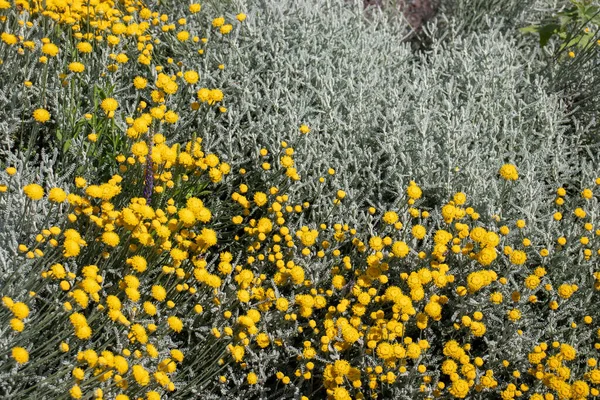 Grey Santolina Chamaecyparissus Cotton Lavender Yellow Flowers Summer Garden Flowering — Fotografia de Stock