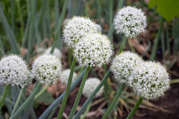 Ornamental Onion flowers in the summer garden. Close up of white flowering allium bulbs