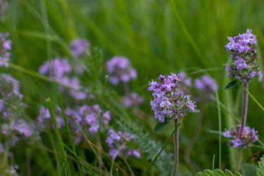 Thyme flowers on field in summertime. Flowering thyme on blurred grass background. Medicinal plant in herbs garden