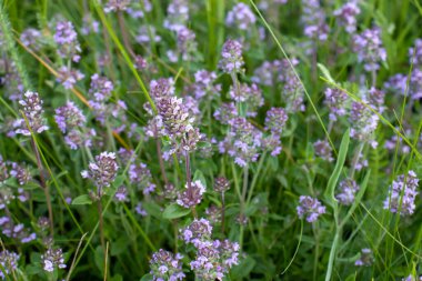 Thyme flowers on field in summertime. Flowering thyme on blurred grass background. Medicinal plant in herbs garden