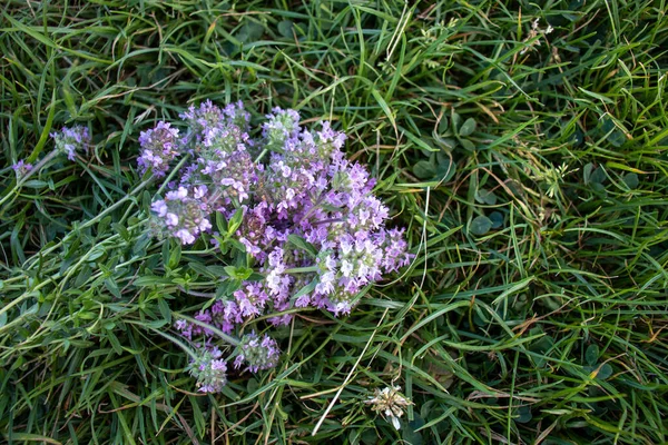 Bouquet Thyme Flowers Green Grass Background Fresh Herbs Top View — Fotografia de Stock