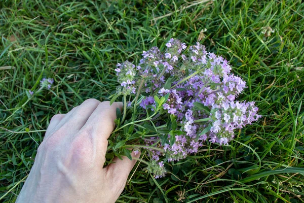 Thyme Flower Hand Green Grass Background Close Female Hand Fresh — Fotografia de Stock