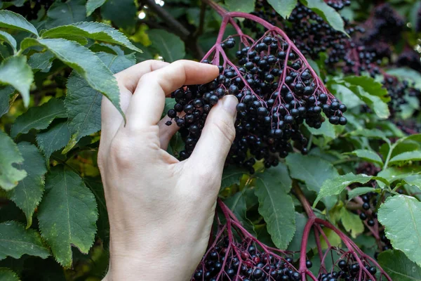 Woman Picking Elderberries Garden Female Hand Holds Fruit Black Elder — Stock Photo, Image