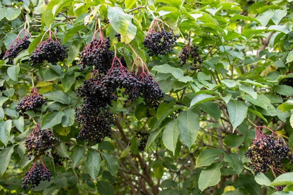 Black Elderberry Bush Summer Autumn Garden Sambucus Shrub Bunch Black — Stockfoto