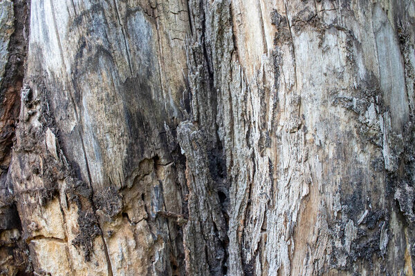 Bark of a tree texture. Natural gray wooden textured surface background. Close up 