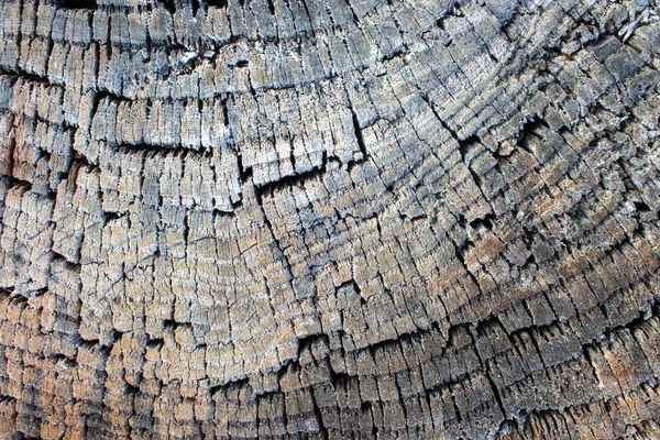 Old Wood Texture Background Stump Tree Rings Pattern Natural Textured — Fotografia de Stock