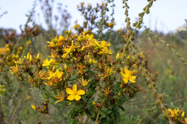 Saint John Wort Yellow Flowers Field Hypericum Medicinal Plant Meadow — Foto de Stock