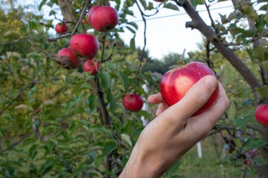 Meyve bahçesinden elma topluyorum. Bahçedeki ağaç dalında olgun kırmızı elmalar. Yaz, sonbahar hasat mevsimi. Yerel meyveler, organik tarım..