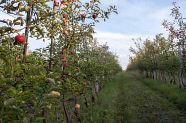 Bahçedeki ağaç dalında olgun kırmızı elmalar. Yaz, sonbahar hasat mevsimi. Yerel meyveler, organik tarım. Meyve bahçesindeki elma ağaçları mavi gökyüzüne karşı