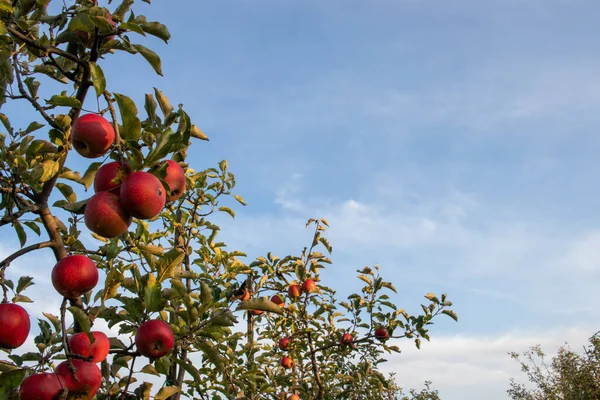 Red ripe apples on tree branch in the garden. Summer, autumn harvesting season. Local fruits, organic farming. Apple trees in fruit orchard against blue sky