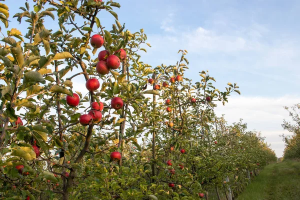 Manzanas Rojas Maduras Rama Árbol Jardín Temporada Cosecha Verano Otoño Imagen de archivo