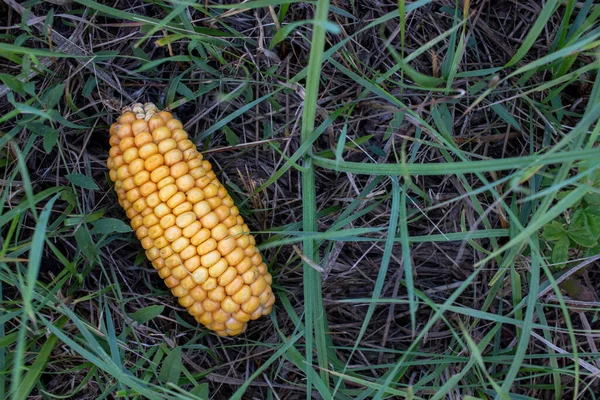 Majs Plan Höstskörd Närbild Gul Majskolv Marken Grönt Gräs Bakgrund — Stockfoto