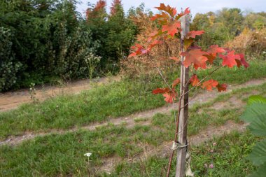 Parkta kırmızı sonbahar yaprakları olan genç meşe ağacı. Yeni ağaçlar dikmek, büyütmek.. 