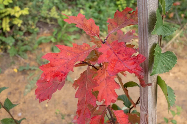 Young Oak Tree Red Autumn Leaves Park Planting Growing New — Stock Photo, Image