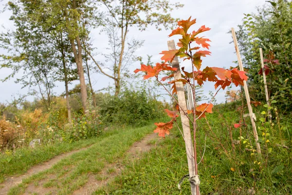 Parkta kırmızı sonbahar yaprakları olan genç meşe ağacı. Yeni ağaçlar dikmek, büyütmek.. 