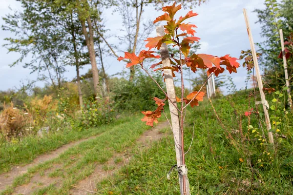 Parkta kırmızı sonbahar yaprakları olan genç meşe ağacı. Yeni ağaçlar dikmek, büyütmek.. 