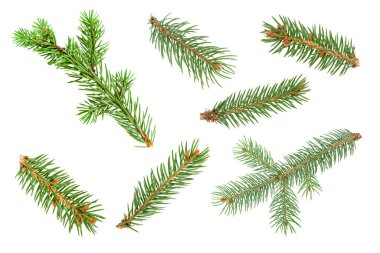 Yedi parçadan oluşan ladin dalları toplanıyor.