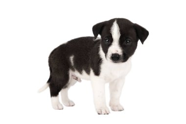 Küçük köpek yavrusu siyah ve beyaz izole et