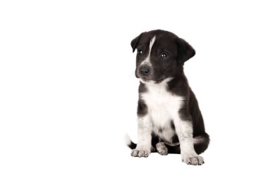 Siyah beyaz köpek yavrusu beyaz arkaplanda izole edildi