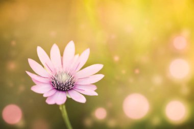 Turuncu arka planda Bokeh ile pembe çiçek