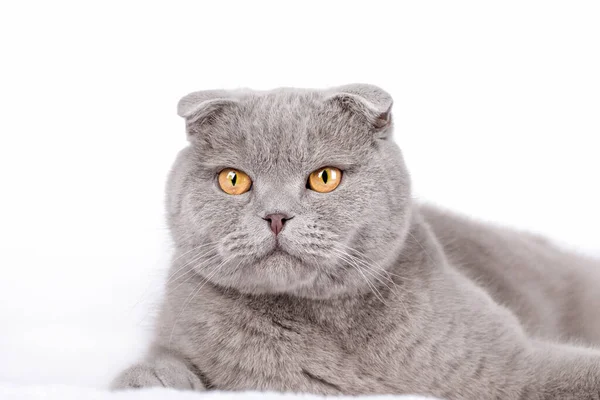 Chat Écossais Gris Aux Yeux Jaunes Gros Plan — Photo