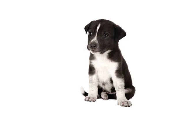 Siyah beyaz köpek yavrusu beyaz arkaplanda izole edildi