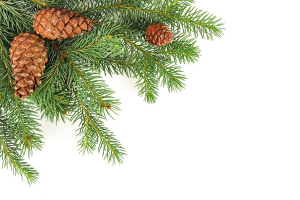 Hafif arkaplanlı ladin dalları