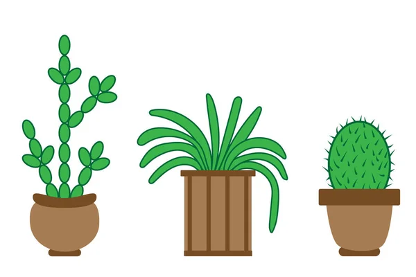 Set Succulente Cactus — Foto Stock