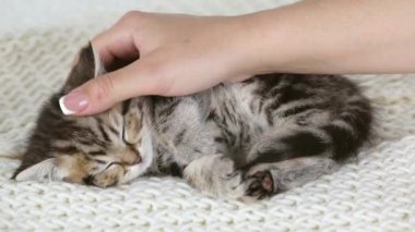 Kadın eli uyuyan kahverengi bir kediyi okşuyor.