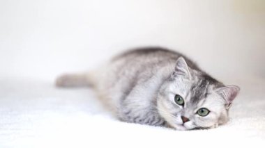 Gri arka planda gri kedi