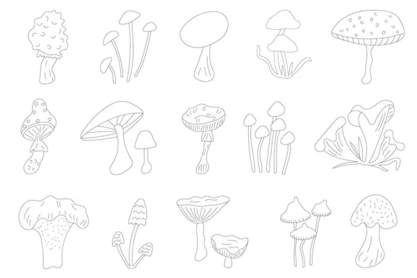 Siyah ana hatlı mantar seti