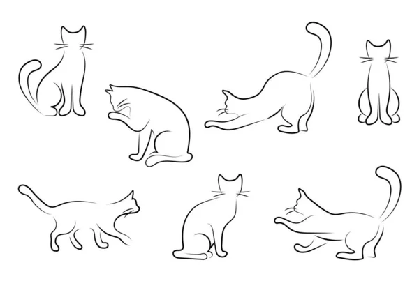 ดของแมวเจ — ภาพถ่ายสต็อก