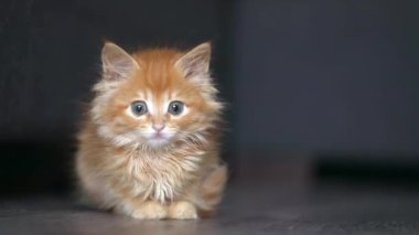 orange kitten sits on a gray floor and looks around