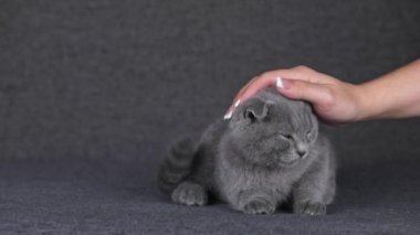 female hand stroking a gray kitten