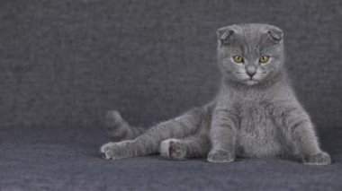 gray kitten scottish fold sits on a gray background and looks around