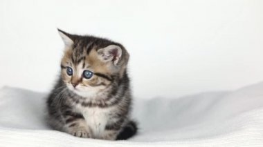 Küçük kahverengi bir kedi yavrusu açık bir arkaplanda oturur ve etrafına bakar.