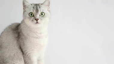 on a light background a gray cat with green eyes sits and meows