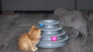 İki kedi yavrusu bir topla oynuyor.