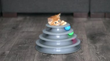 orange kitten sits in a toy pyramid