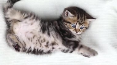 a small brown kitten lies on a light background and yawns