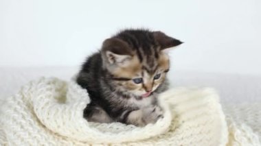 a small brown kitten lies on a light background and yawns