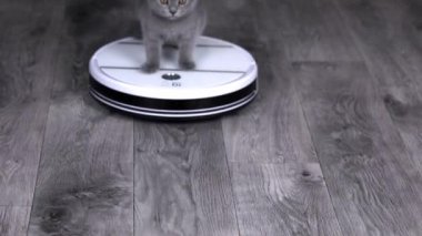 Gri kedi yavrusu İskoç kıvrımı beyaz bir robot elektrik süpürgesinde dönüyor.