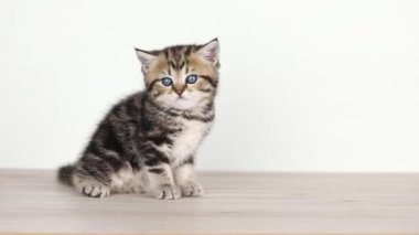 Küçük kahverengi bir kedi yavrusu yerde oturuyor ve uzaklaşıyor.