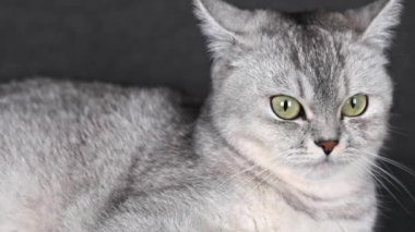 Yeşil gözlü gri kedi. Yakından bakınca şaşkın görünüyor.