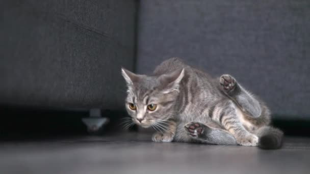 Gray Tabby Cat Scottish Sits Gray Background Looks — Stockvideo