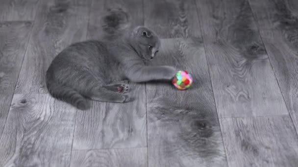 Gray Kitten Scottish Fold Plays Lying Ball — Stockvideo