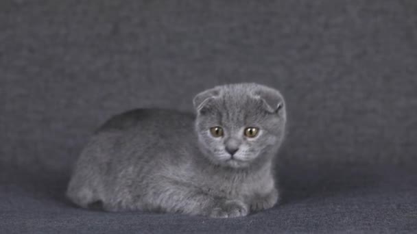 Chaton Gris Écossais Plier Sur Canapé Gris — Video