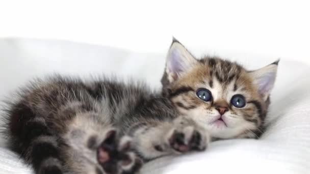 Small Brown Kitten Lies Light Background Yawns — Stockvideo