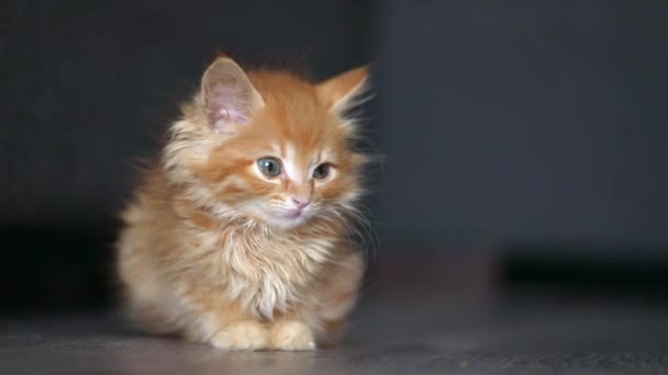 Orange Little Kitten Sits Gray Background Looks — Stockvideo